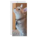 Jasper Kitten Photo Bookmark Personalized Rack Card