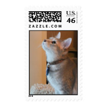 Jasper Kitten Photo Medium Postage Stamps stamps