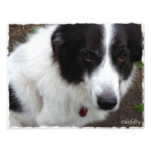 Jasper Photo