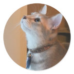 Jasper Small Round Kitten Photo Stickers