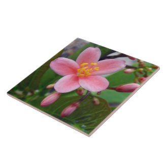 Jatropha Flower and flower buds Ceramic Tiles