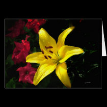 Jaune et Rouge cards