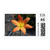 Java Postage Stamp