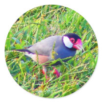 Java Sparrow in the grass in Hawaii Stickers