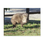 Javelina Post Card