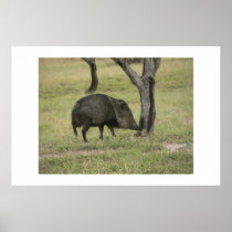 Javelina. Print