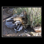 Javelina Skull postcards