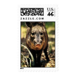 Javelina Stamp
