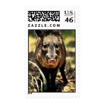 Javelina stamps