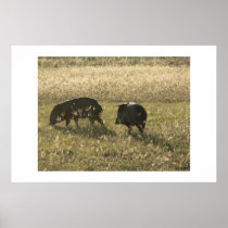 Javelinas. posters