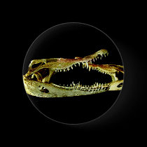 Jaws buttons