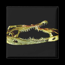 Jaws magnets