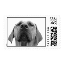 Jax in Meditation postage by pattiabram Jax in Meditation postage
