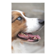 Jayke - blue merle Cardigan Welsh Corgi Stationery Paper