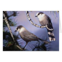 Jays cards