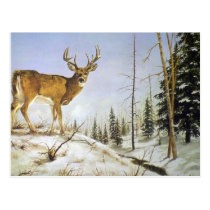 Jay's Peak, White Tail Deer postcards