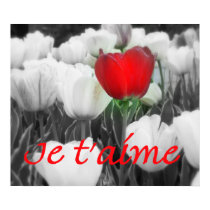 Je t'aime Red Tulip Print by punkiebunnies Je t'aime Red Tulip Print