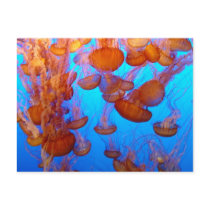 Jellies Pile-Up Postcard