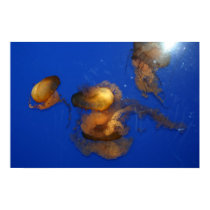 JELLIES posters by timndeb JELLIES posters