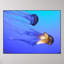 Jellies Print