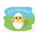 Jelly Bean the Chick - Just Hatched! postcards by ButtermilkBiscuits Jelly Bean the Chick - Just Hatched! postcards