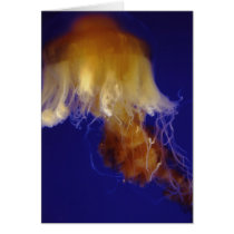 Jelly Card