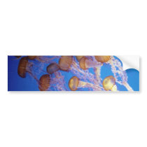 Jelly fish Bumper Sticker bumper stickers