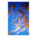 Jelly Fish Bunch poster posters by aestheticchaos Jelly Fish Bunch poster posters