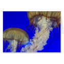 jelly fish cards by pbkooistra jelly fish cards
