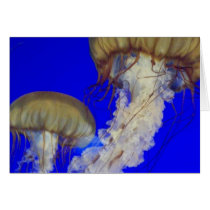 jelly fish cards by pbkooistra jelly fish cards