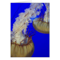 jelly fish cards by pbkooistra jelly fish cards