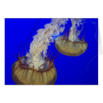 jelly fish cards by pbkooistra jelly fish cards