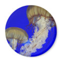 jelly fish magnets by pbkooistra jelly fish magnets