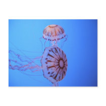Jelly Fish - Monterey Bay, CA Post Cards