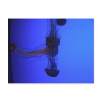 Jelly mix postcard