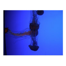 Jelly mix postcard