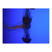 Jelly Mix posters by tauheedah Jelly Mix posters