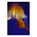 Jelly posters