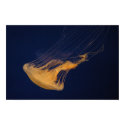 Jellyfish 2 posters by bengotow Jellyfish 2 posters