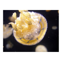 Jellyfish 512 posters