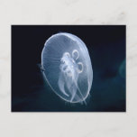 Jellyfish Bright Translucent Blue