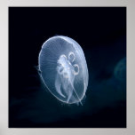 Jellyfish Bright Translucent Blue Print