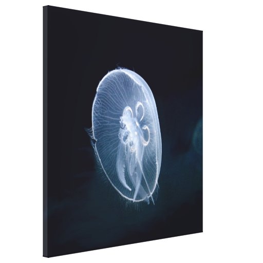 Jellyfish Bright Translucent Blue Wrapped Canvas Canvas Print