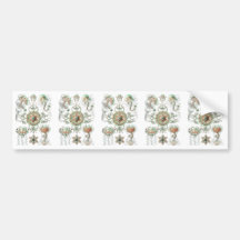Jellyfish Bumper Sticker