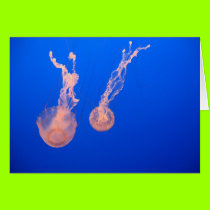 jellyfish cards