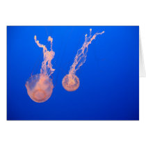 jellyfish cards
