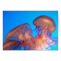 jellyfish cards