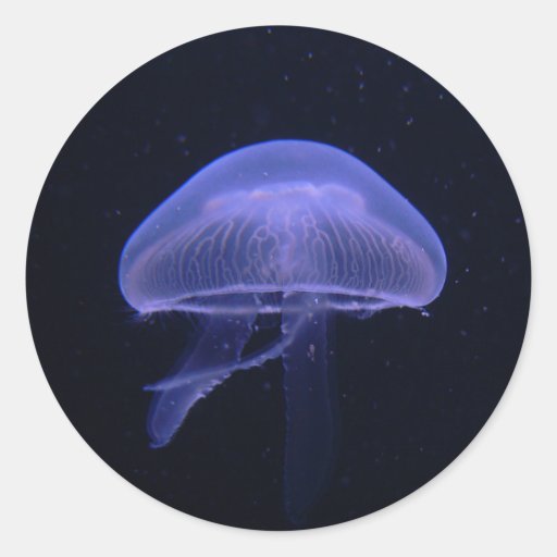 Jellyfish Classic Round Sticker Zazzle