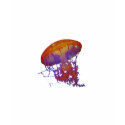 Jellyfish Color t-shirts