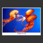 Jellyfish Family, photo, poster posters